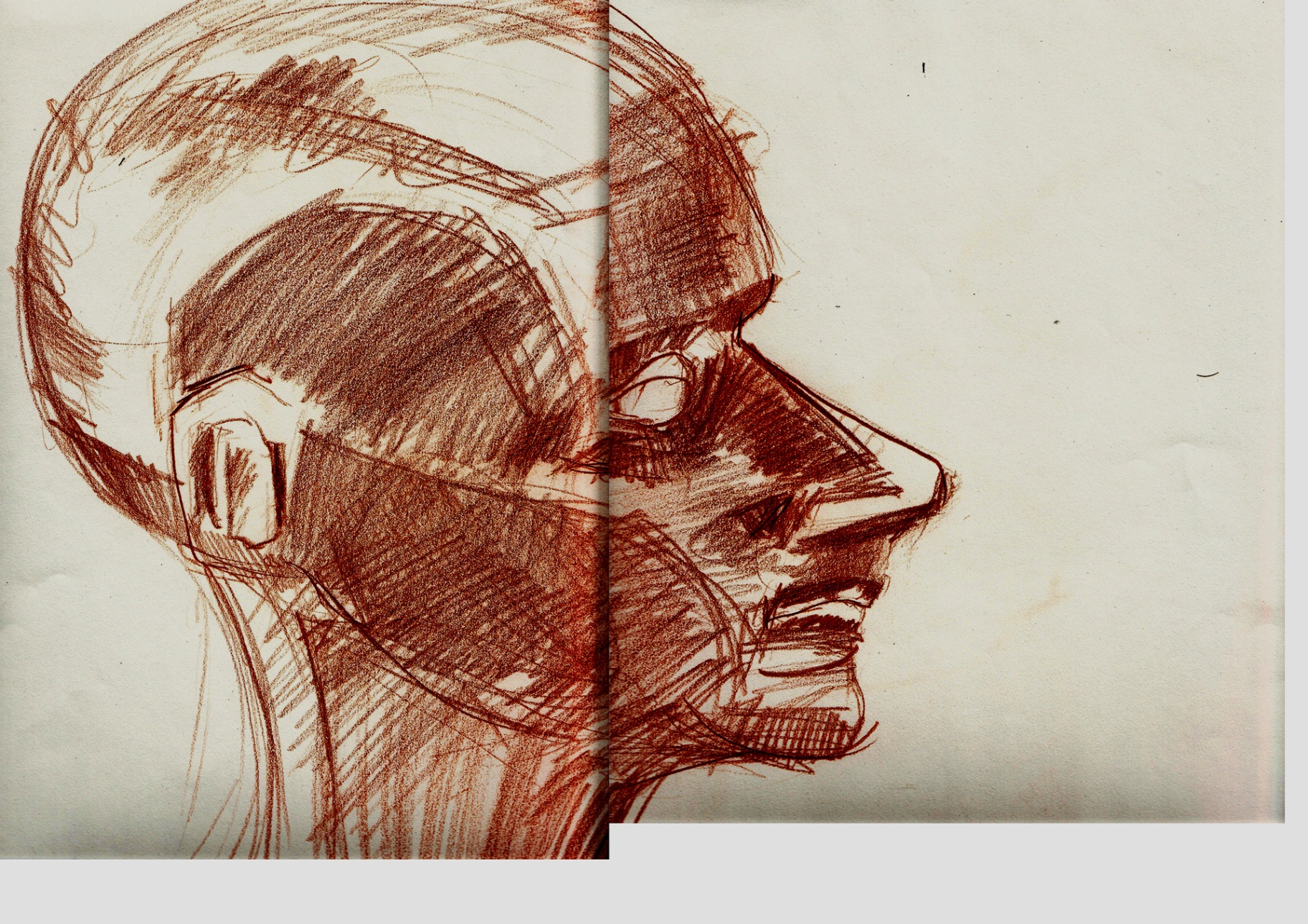 Face Studies - sanguine anatomical profile with muscle structure